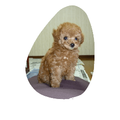 [LINEスタンプ] little-prince-you