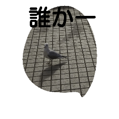 神奈川の鳥たちの様子