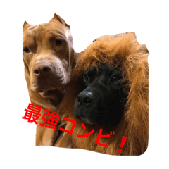 [LINEスタンプ] Pit  Bull  Happy Friend  Prt 1