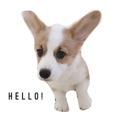 [LINEスタンプ] Sophie's