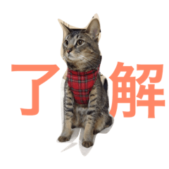[LINEスタンプ] ラウとリオ