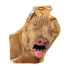 [LINEスタンプ] Pit  Bull HAPPY Friend Prt2