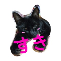 [LINEスタンプ] 猫好きさんが日常で使う猫スタンプ①