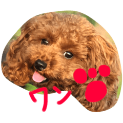 [LINEスタンプ] らおスタンプ