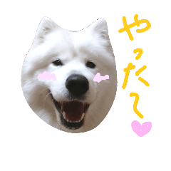 [LINEスタンプ] サモエドラルのもふもふスタンプ4