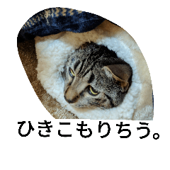 [LINEスタンプ] ねこのここちゃん