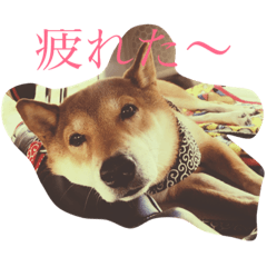 [LINEスタンプ] WANKO.TAROIRO