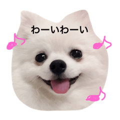 [LINEスタンプ] 白ポメのてぃちゃん