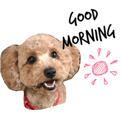 [LINEスタンプ] トイプードル毎日使う言葉