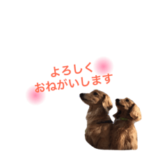 [LINEスタンプ] ミニチュアダックス ゆうすけとだいず