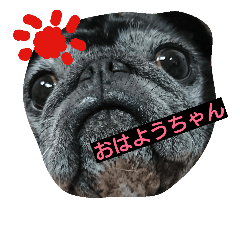 [LINEスタンプ] パグねえさんのひと言