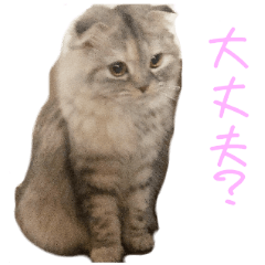 [LINEスタンプ] 気分屋ねこ、べべ。2