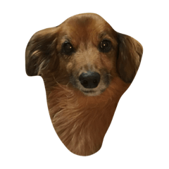 [LINEスタンプ] cocora
