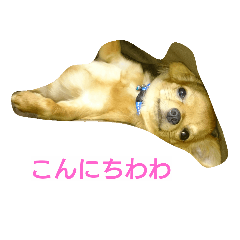 [LINEスタンプ] ちわわんこん