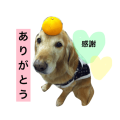 [LINEスタンプ] 小町の日常スタンプ