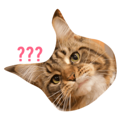 [LINEスタンプ] waterisacat