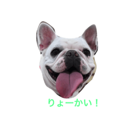 [LINEスタンプ] ブリちゃんです！