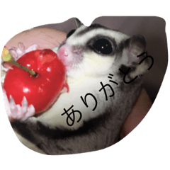 [LINEスタンプ] もこちゃん。