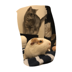 [LINEスタンプ] もるる