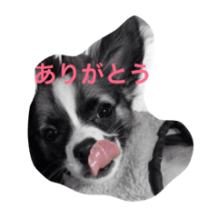 [LINEスタンプ] 使える！チップの成長記録⑵