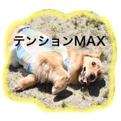 [LINEスタンプ] ソフィさん