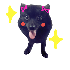 [LINEスタンプ] 黒ポメ THICO