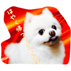 [LINEスタンプ] mila dog