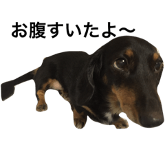 [LINEスタンプ] ミニチュアダックス❤︎愛犬