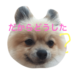 [LINEスタンプ] きなぽこぽんぽんぽん 待望の2作目！