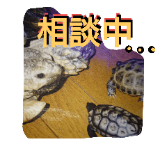 [LINEスタンプ] 亀のメロン