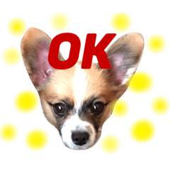 [LINEスタンプ] 佐藤家のレオくん