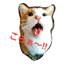 [LINEスタンプ] まりも猫