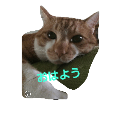 [LINEスタンプ] kawaiidoubututati