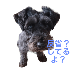 [LINEスタンプ] ミニチュアシュナウザーのココ
