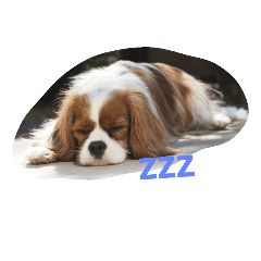 [LINEスタンプ] キャバリアきなこ