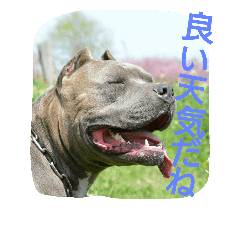 [LINEスタンプ] 無敵吉