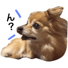 [LINEスタンプ] ぶぶのスタンプ