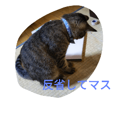 [LINEスタンプ] my cat's dairy life