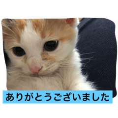 [LINEスタンプ] ねこねこ猫2