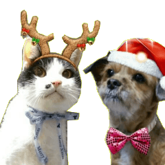 [LINEスタンプ] Dog and Cat Christmas map