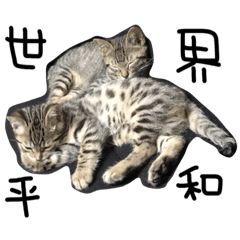 [LINEスタンプ] かつぴえ