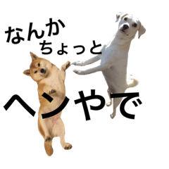 [LINEスタンプ] 柴犬と白い雑種犬-11