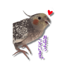 [LINEスタンプ] オカメインコ リン