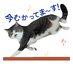 [LINEスタンプ] 実写版☆猫スタンプ