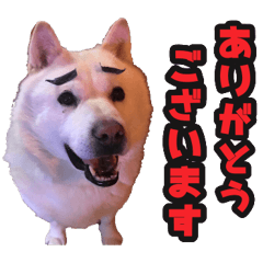 [LINEスタンプ] 北海道犬リュウくんスタンプ
