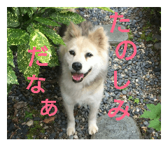 [LINEスタンプ] 雑種犬タローの日常