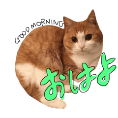 [LINEスタンプ] 立ち耳スコティッシュのしらたま