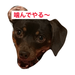 [LINEスタンプ] やんちゃマロン