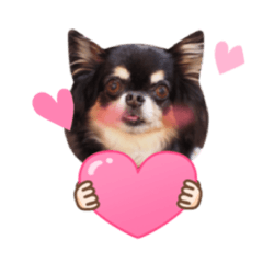 [LINEスタンプ] チワワのロビン