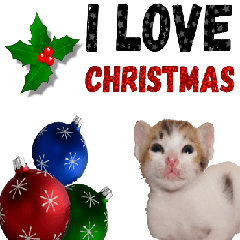 [LINEスタンプ] クリスマスキャット